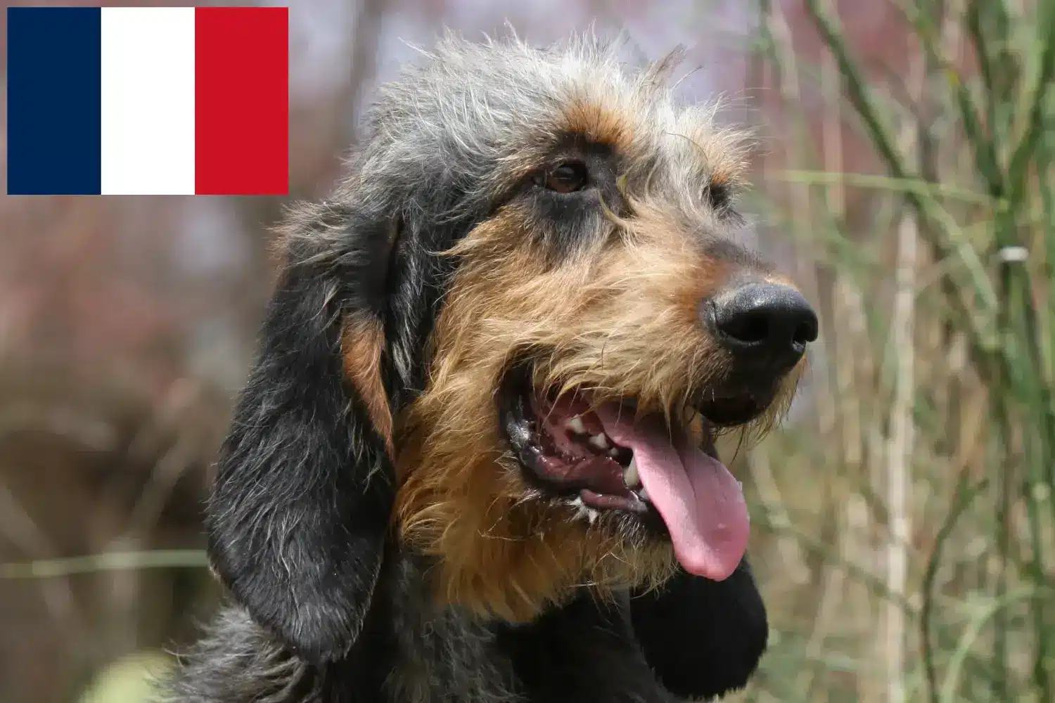 Gryfon nivernais szczenięta i hodowcy Francja Znajdź hodowców Griffon nivernais w Francja tutaj.