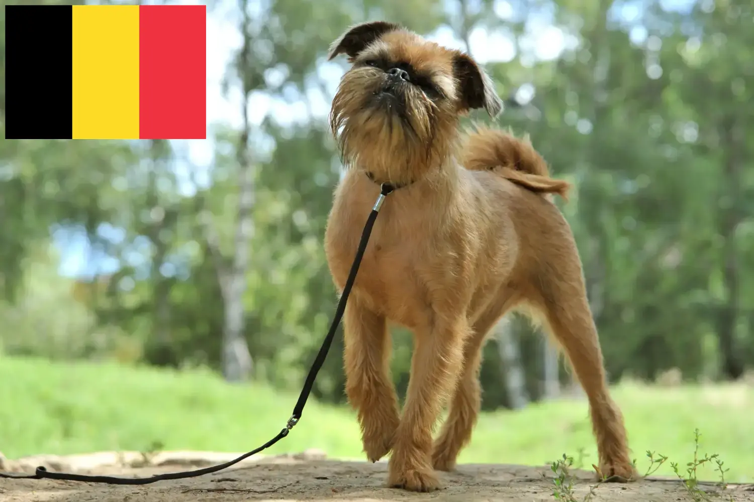 Gryfon belgijski karłowaty szczenięta i hodowca Belgia Tutaj znajdziesz hodowców rasy Gryfon belgijski karłowaty w Belgia.
