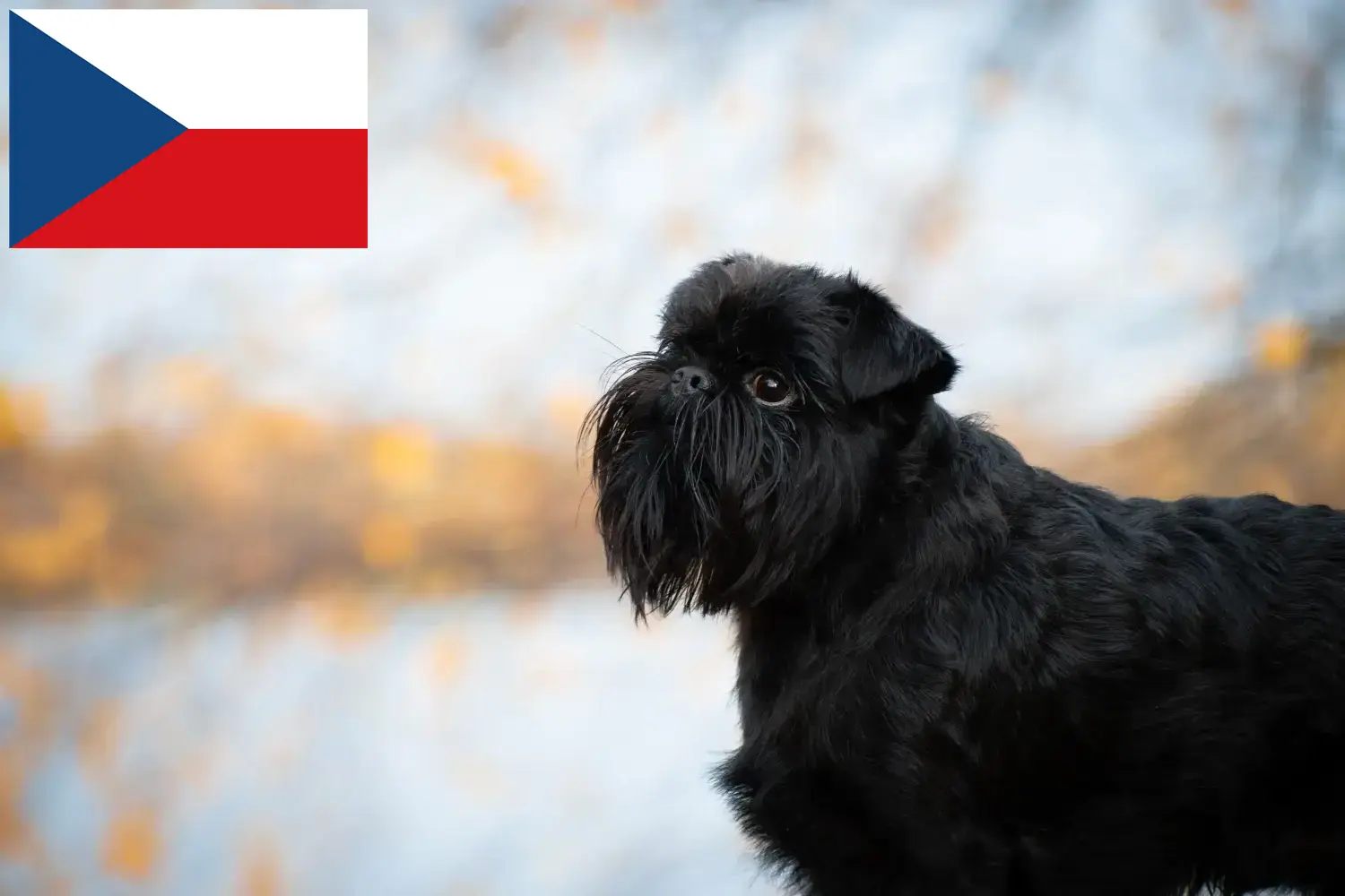 Gryfon belgijski karłowaty szczenięta i hodowca Republika Czeska Tutaj znajdziesz hodowców rasy Gryfon belgijski karłowaty w Czechy.