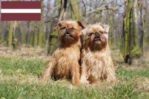 Read more about the article Hodowca i szczenięta Gryfon belgijski karłowaty w Łotwa