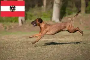 Read more about the article Hannoverscher Schweißhund hodowcy i szczenięta w Austria