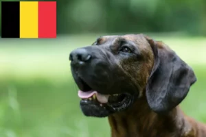 Read more about the article Hodowca psów hanowerskich i szczenięta w Belgii
