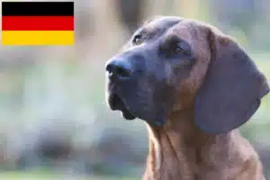 Read more about the article Hannoverscher Schweißhund hodowcy i szczenięta w Niemcy