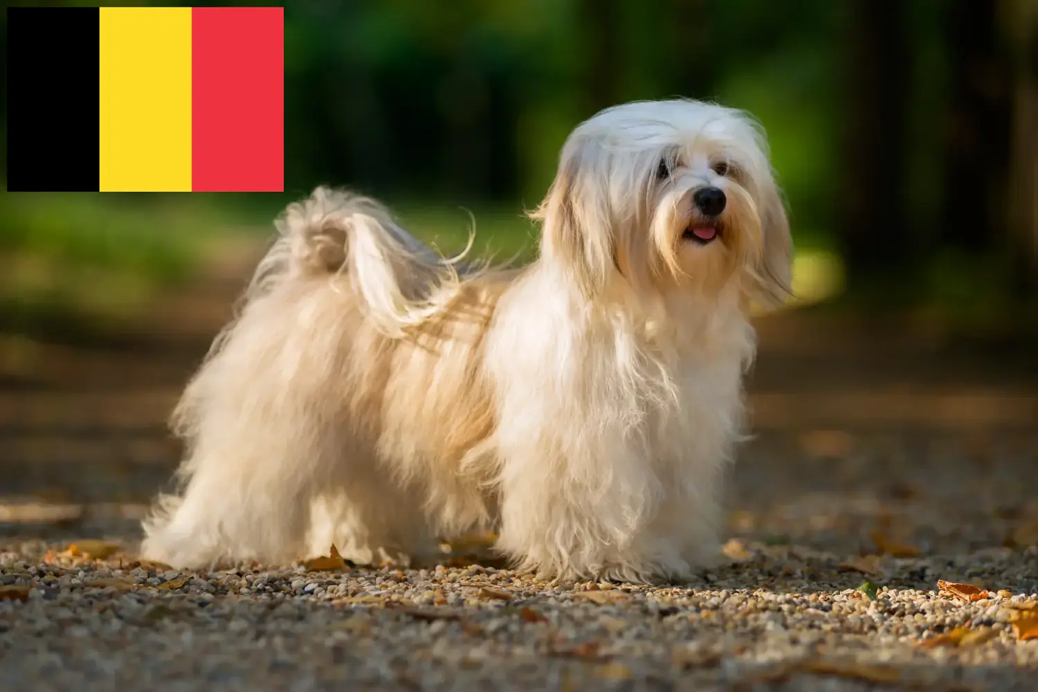 Hawańczyk szczenięta i hodowcy Belgia Znajdź hodowców hawańczyków w Belgia tutaj.