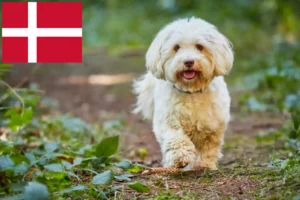 Read more about the article Hodowcy i szczenięta hawańczyków w Dania