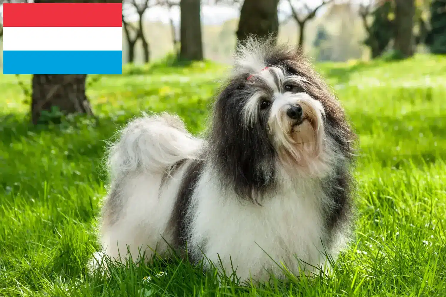 Hawańczyk szczenięta i hodowcy Luksemburg Znajdź hodowców hawańczyków w Luksemburg tutaj.