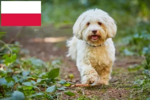 Read more about the article Hodowcy i szczenięta hawańczyków w Polska