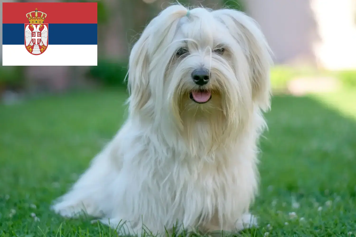 Hawańczyk szczenięta i hodowcy Serbia Znajdź hodowców hawańczyków w Serbia tutaj.