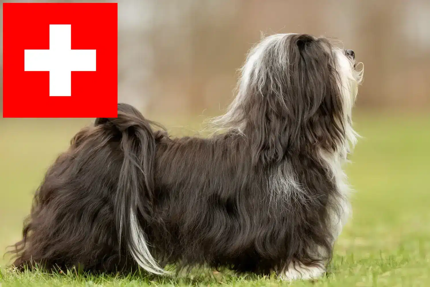 Hawańczyk szczenięta i hodowcy Szwajcaria Tutaj znajdziesz hodowców rasy Hawańczyk w Szwajcaria.