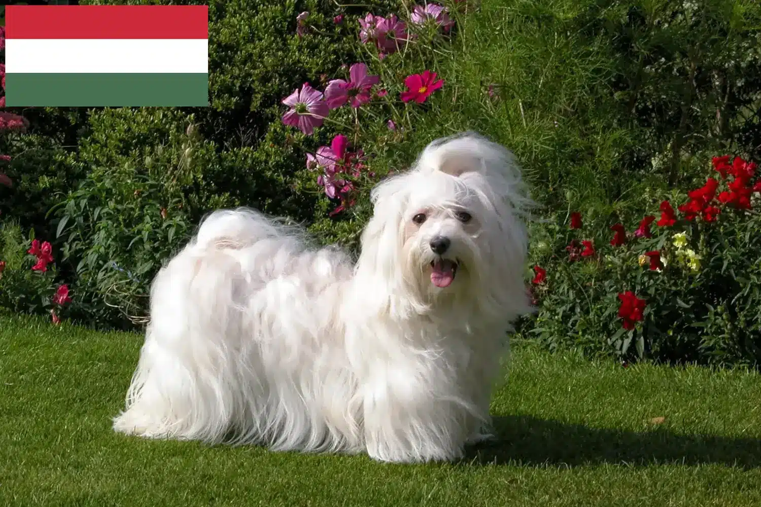 Hawańczyk szczenięta i hodowcy Węgry Znajdź hodowców hawańczyków w Węgry tutaj.