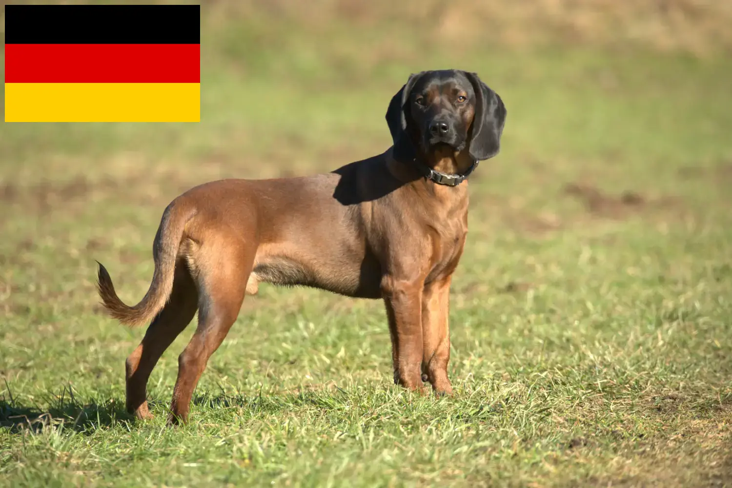 Bayerischer Gebirgsschweißhund szczenięta i hodowcy Niemcy Tutaj znajdziesz hodowców rasy Gończy bawarski w Niemcy.
