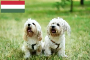 Read more about the article Hodowcy bolończyków i szczenięta w Węgry