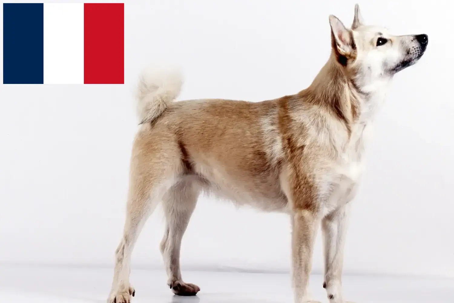 Buhund norweski szczenięta i hodowcy Francja Znajdź hodowców buhundów norweskich w Francja tutaj.