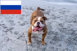 Read more about the article Hodowcy i szczenięta Buldog angielski staroangielski w Rosja