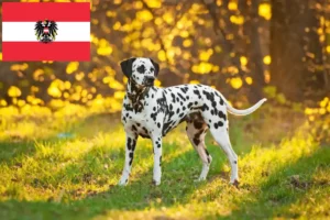 Read more about the article Hodowcy dalmatyńczyków i szczenięta w Austria