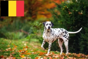 Read more about the article Hodowcy dalmatyńczyków i szczenięta w Belgia