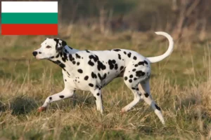 Read more about the article Hodowcy dalmatyńczyków i szczenięta w Bułgaria