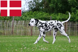 Read more about the article Hodowcy dalmatyńczyków i szczenięta w Dania