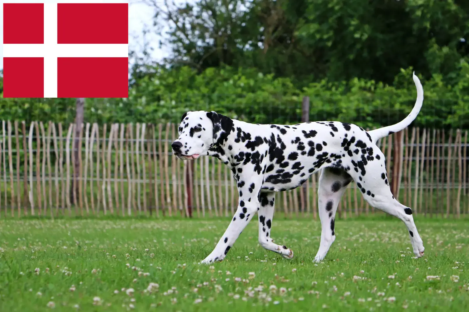 Szczenięta i hodowcy dalmatyńczyków Dania Znajdź hodowców dalmatyńczyków w Dania tutaj.