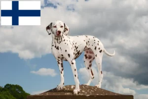 Read more about the article Hodowcy dalmatyńczyków i szczenięta w Finlandia