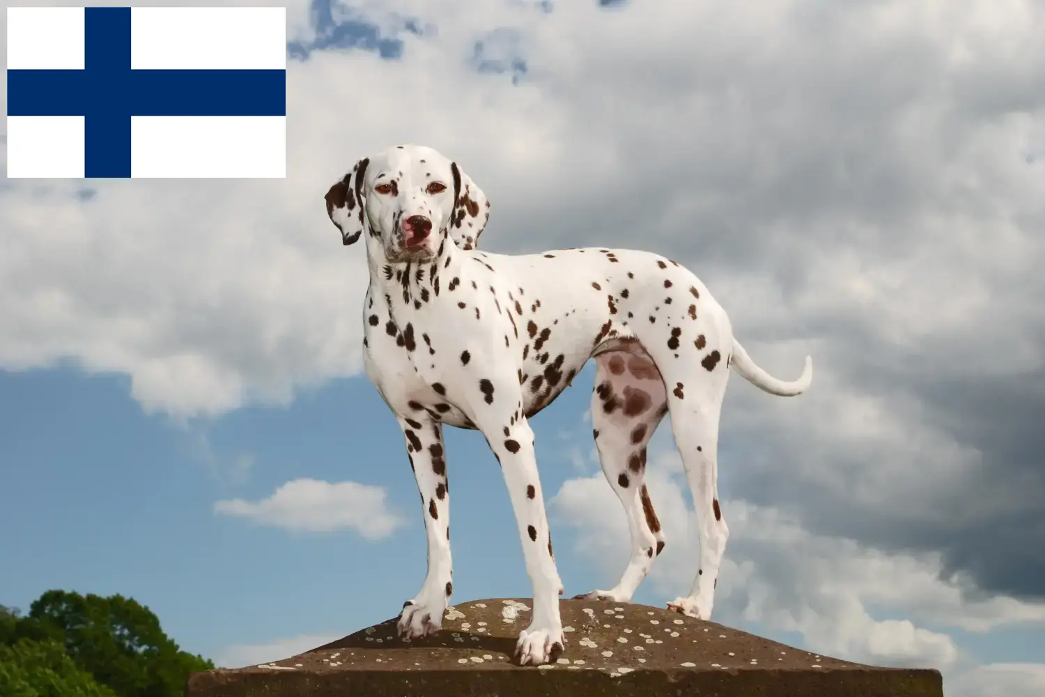 Szczenięta dalmatyńczyki i hodowcy Finlandia Znajdź hodowców dalmatyńczyków w Finlandia tutaj.