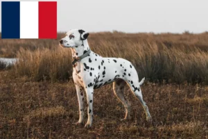 Read more about the article Hodowcy dalmatyńczyków i szczenięta w Francja