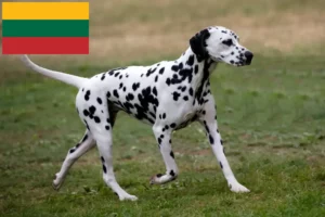 Read more about the article Hodowcy dalmatyńczyków i szczenięta w Litwa