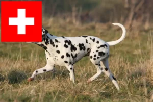 Read more about the article Hodowcy dalmatyńczyków i szczenięta w Szwajcaria