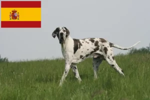 Read more about the article Hodowcy dog niemiecki i szczenięta w Hiszpania