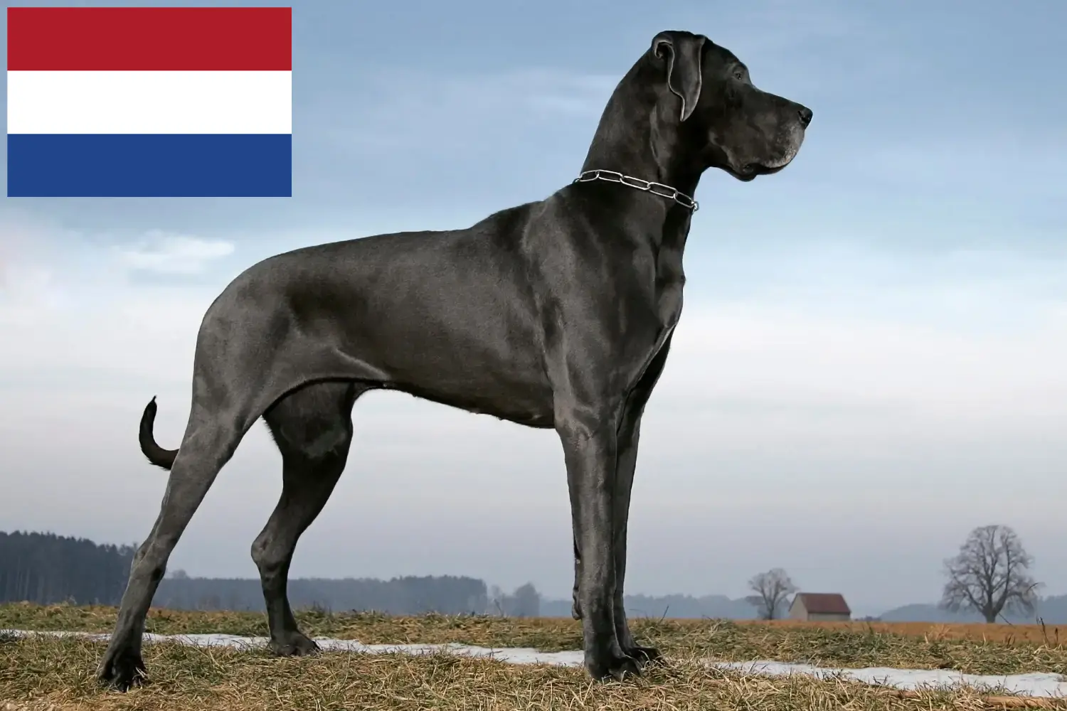 Dog niemiecki szczenięta i hodowca Holandia Tutaj możesz znaleźć hodowców Dog niemiecki w Holandia.