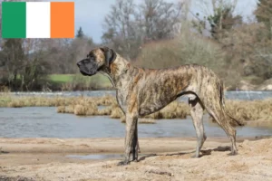 Read more about the article Hodowcy dog niemiecki i szczenięta w Irlandia