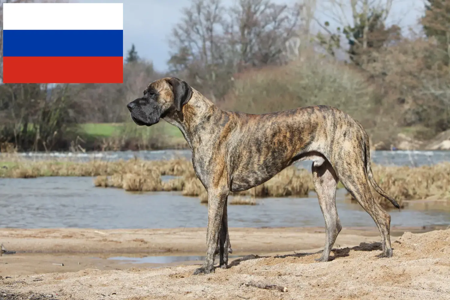 Read more about the article Hodowcy dog niemiecki i szczenięta w Rosja