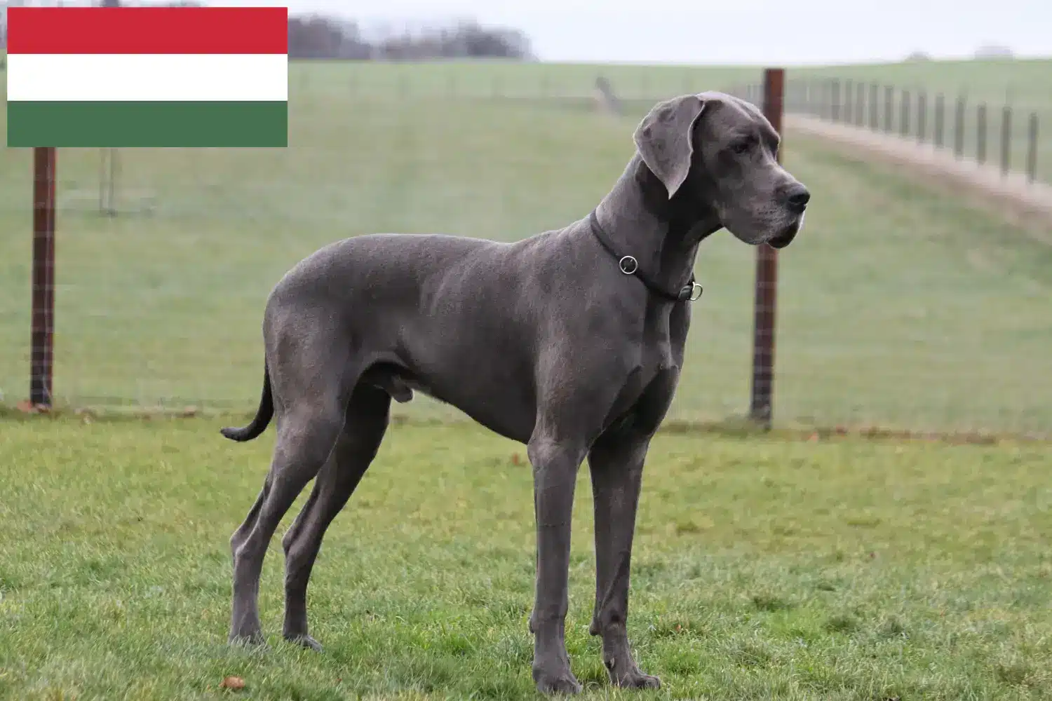 Read more about the article Hodowcy dog niemiecki i szczenięta w Węgry