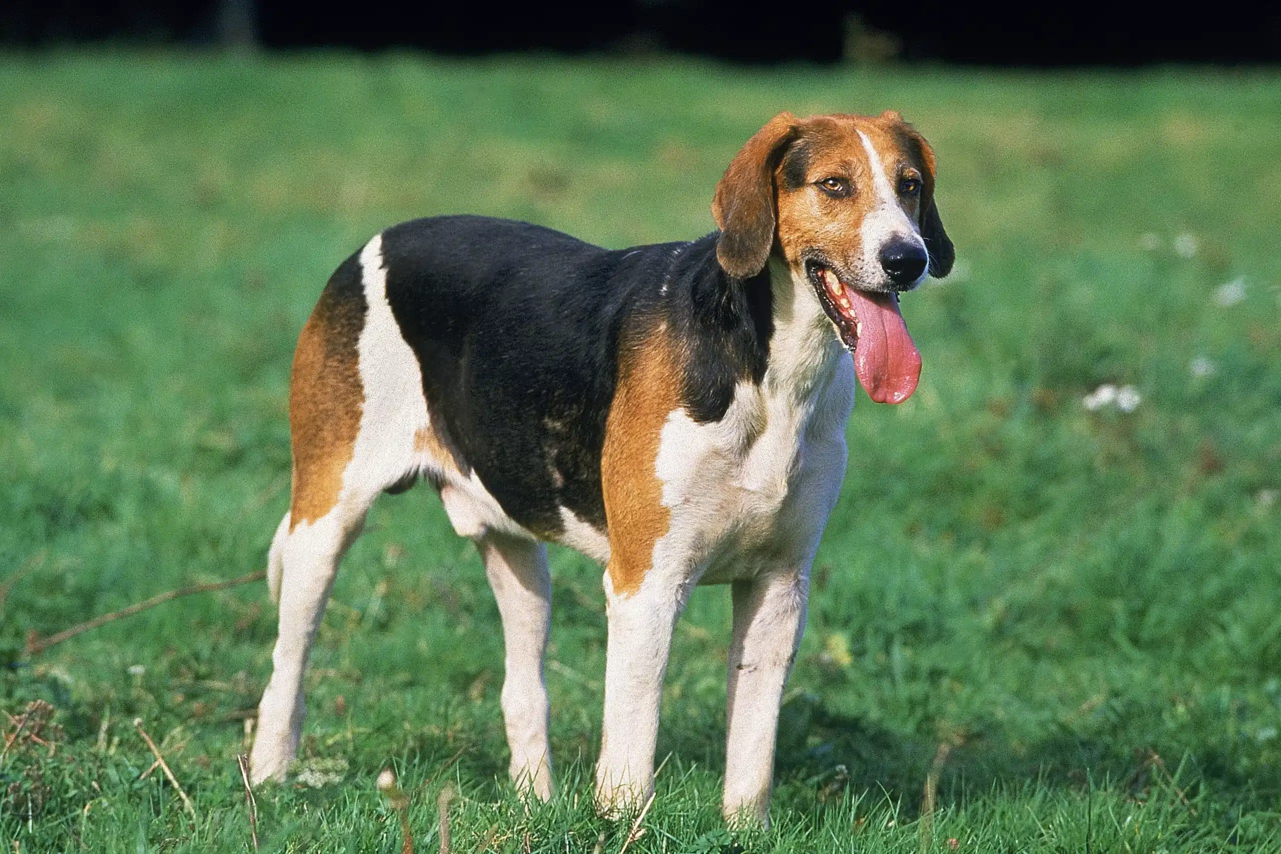 Read more about the article Hodowca foxhoundów angielskich