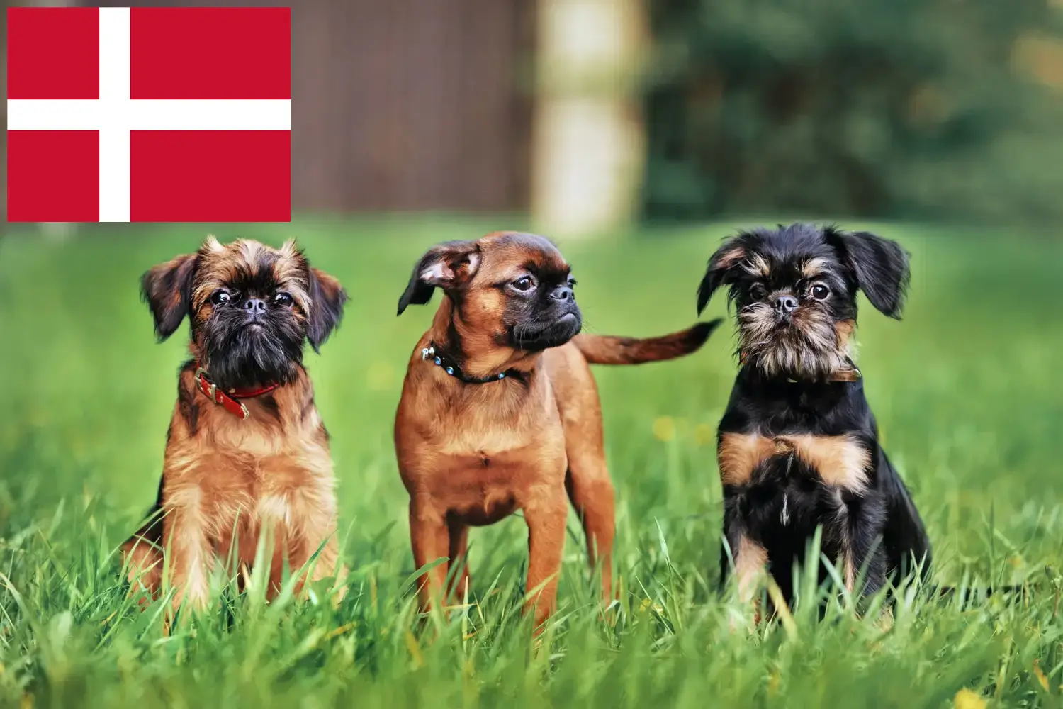 Gryfon belgijski karłowaty szczenięta i hodowca Dania Tutaj znajdziesz hodowców rasy Gryfon belgijski karłowaty w Dania.