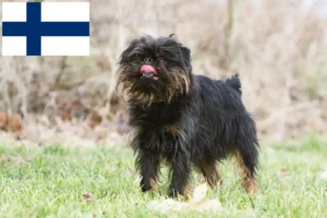 Read more about the article Hodowca i szczenięta Gryfon belgijski karłowaty w Finlandia