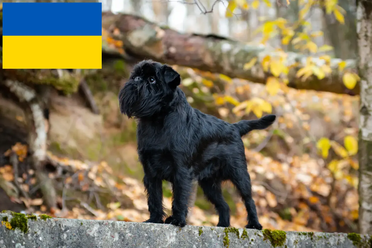 Gryfon belgijski karłowaty szczenięta i hodowca Ukraina Tutaj znajdziesz hodowców rasy Gryfon belgijski karłowaty w Ukraina.