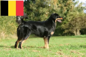 Read more about the article Hodowcy i szczenięta Hovawart w Belgia