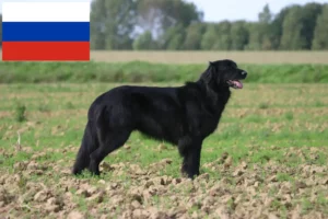 Read more about the article Hodowcy i szczenięta Hovawart w Rosja