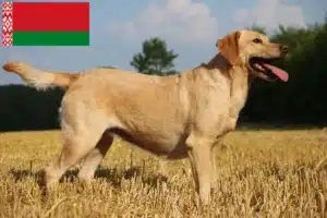Read more about the article Hodowcy i szczenięta labradorów w Białoruś