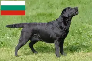 Read more about the article Hodowcy labradorów i szczenięta w Bułgaria