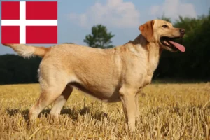 Read more about the article Hodowcy labradorów i szczenięta w Dania