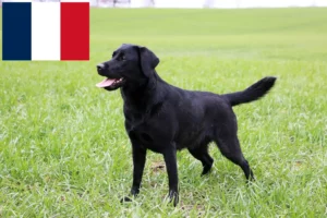 Read more about the article Hodowcy labradorów i szczenięta w Francja