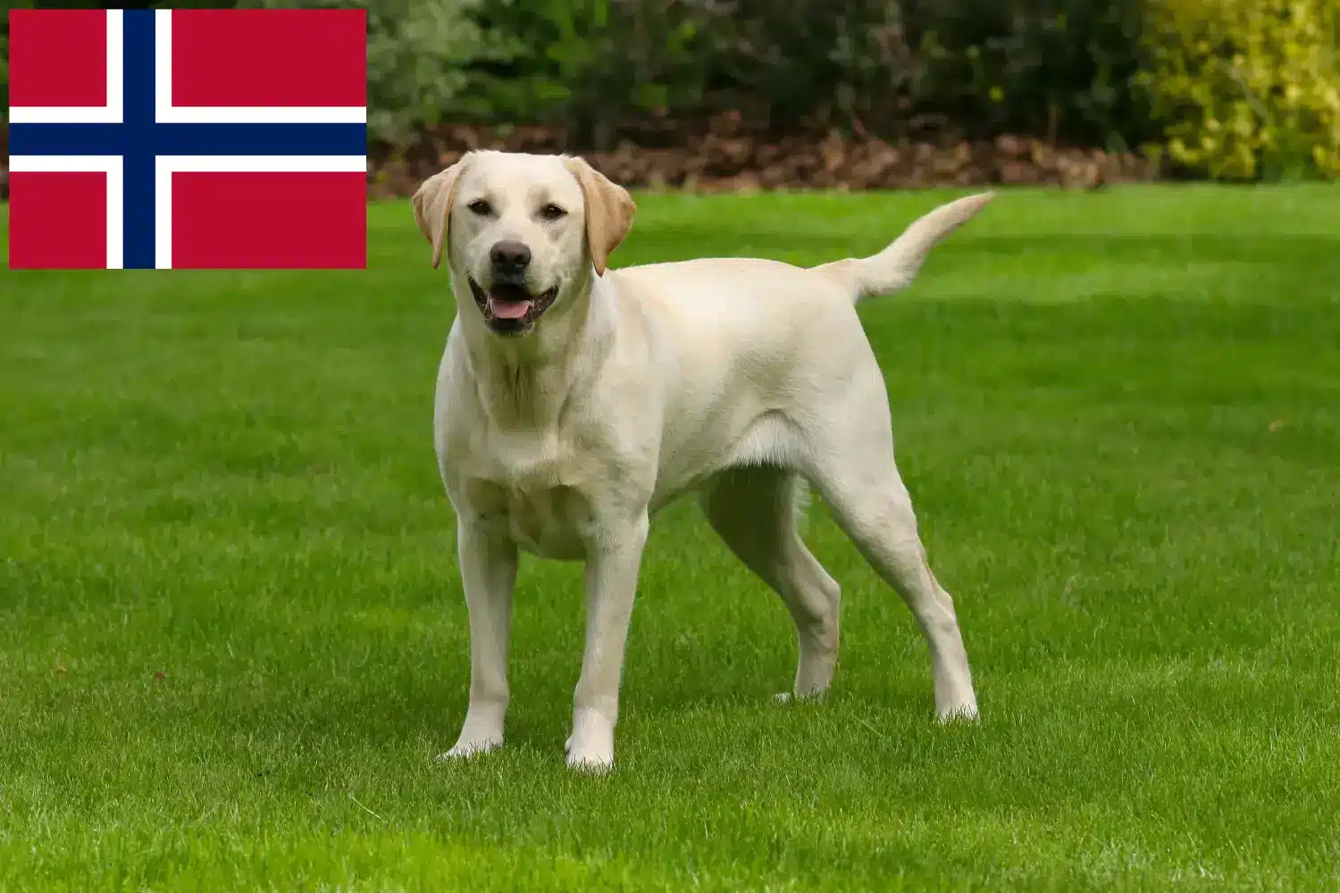 Szczenięta i hodowcy labradorów Norwegia Tutaj znajdziesz hodowców rasy Labrador w Norwegia.
