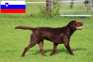 Read more about the article Hodowcy i szczenięta labradorów w Słowenia