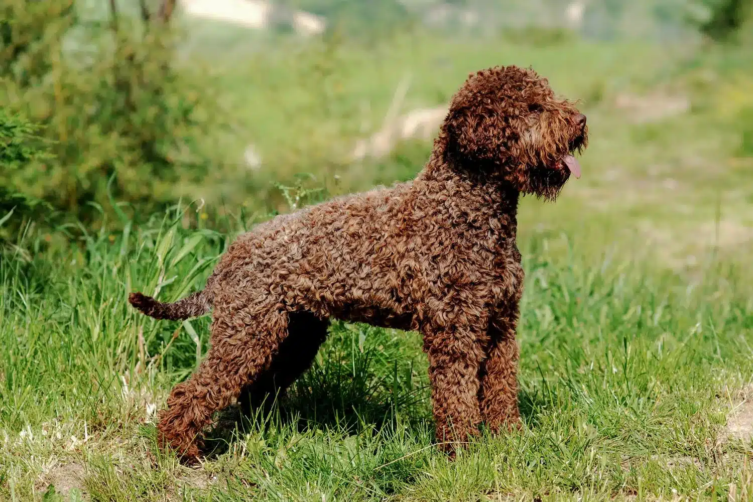 Lagotto romagnolo szczenięta i hodowcy Tutaj możesz znaleźć hodowców Lagotto romagnolo near you.