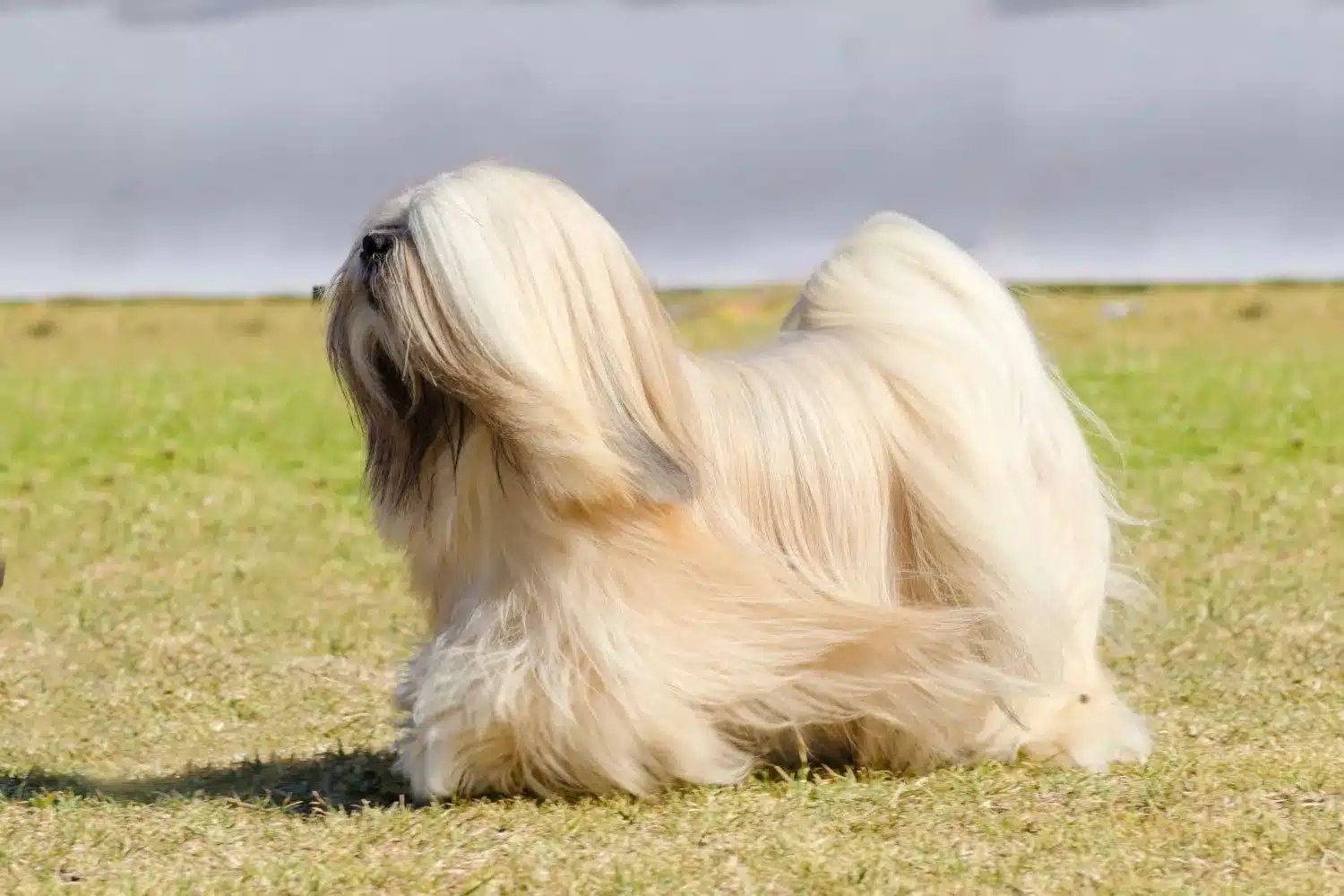 Szczenięta i hodowcy Lhasa Apso Znajdź hodowcę Lhasa apsos w pobliżu.