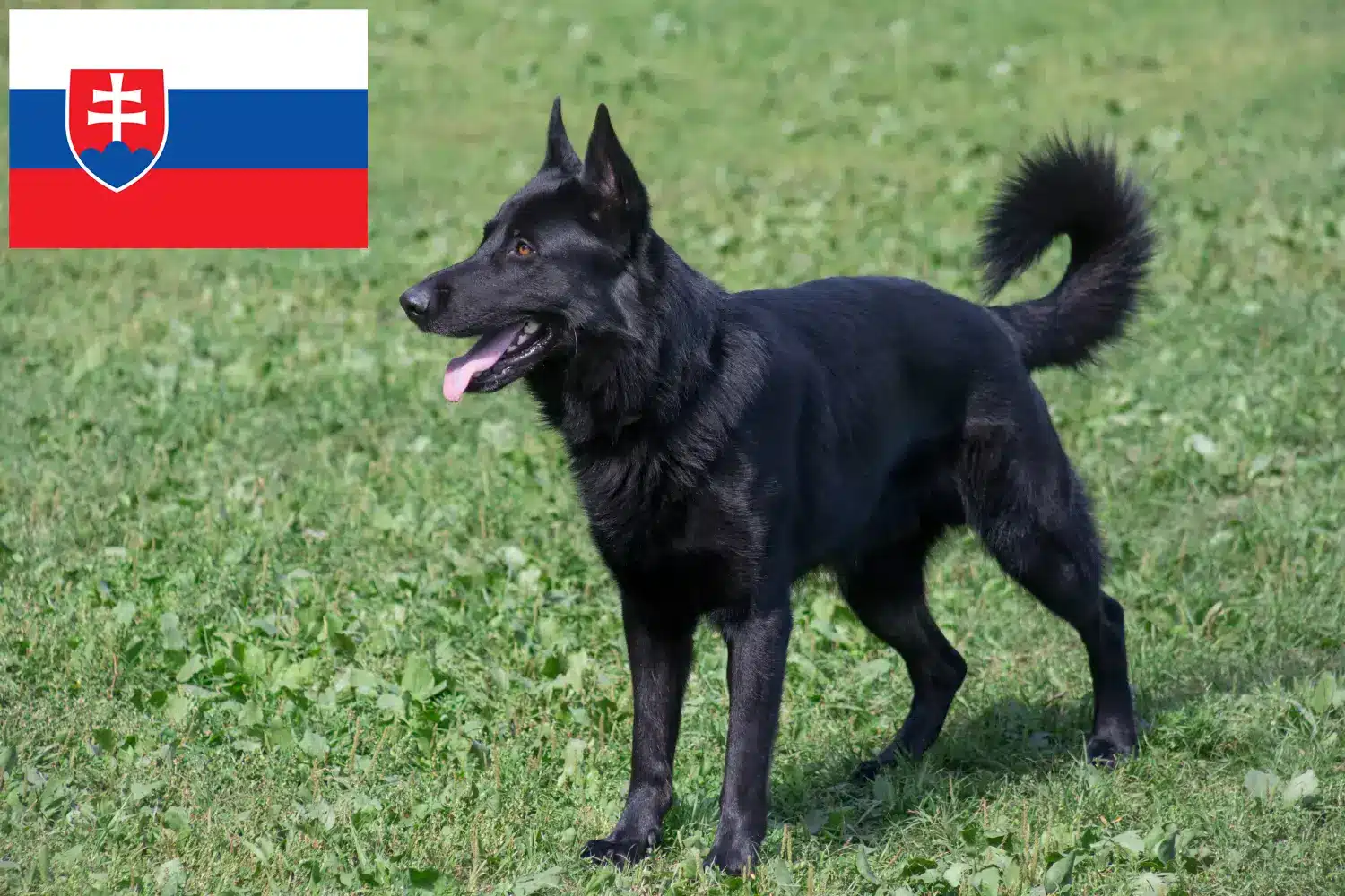 Owczarek wschodnioeuropejski szczenięta i hodowca Słowacja Tutaj znajdziesz hodowców rasy Owczarek wschodnioeuropejski w Słowacja.