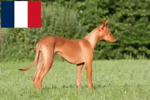 Read more about the article Hodowcy psów faraonów i szczenięta w Francja