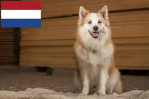 Read more about the article Hodowcy psów islandzkich i szczenięta w Holandii